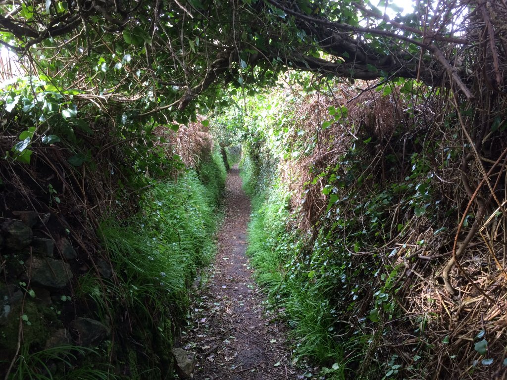 specialplants's tweet photo. Guernsey walks today. #nccpg talk on kyrgystan tonight https://t.co/o65OxrO8DD