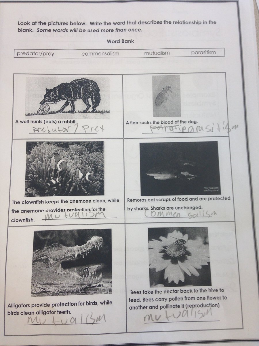 MsGehenio_Bio's tweet photo. Thanks @smiller_educ8or for making this worksheet for the Biology team! #bestinstructionalcoach #jebthanks https://t.co/sWfLzuNjvL