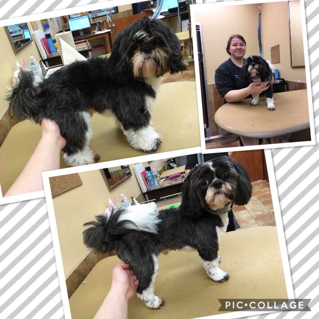 Frankie’s extreme makeover by Dani. #2238 #easternewengland #northeastgrooming