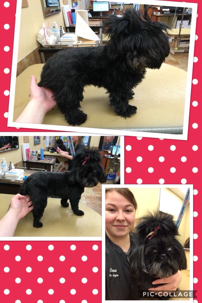 Bella’s  extreme makeover by Dani #2238 #easternnewengland #northeastgrooming
