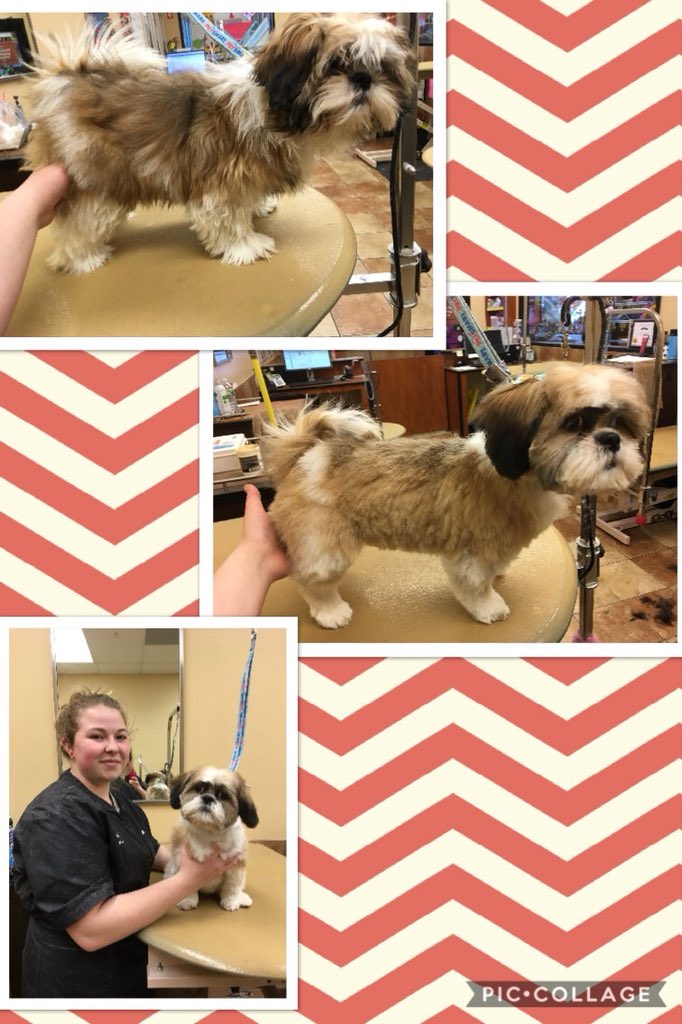 Layla’s first extreme makeover by Dani #2238 #easternnewengland #northeastgrooming