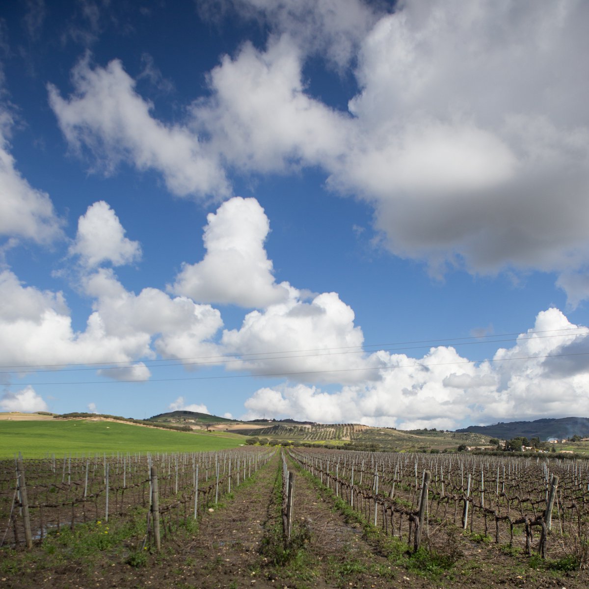 FazioWines's tweet photo. Resting is a crucial period for the #vineyard. 
An ancient proverb says: who well prune, #harvests better!
#sicily #Ericedoc https://t.co/6ikSw8O4YN