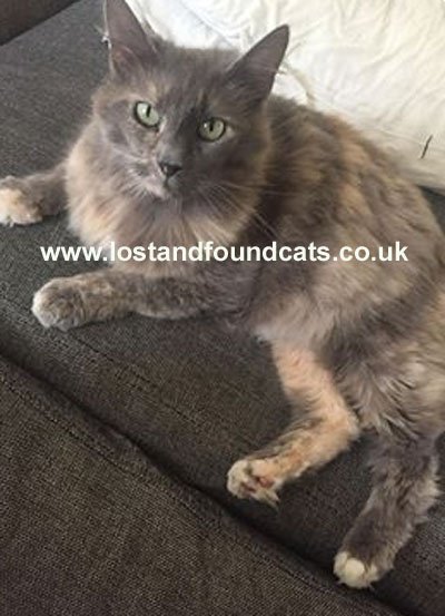 catswestmids's tweet photo. 3059 FOUND
Perton WV6
Tortoiseshell
Further information withheld for ID purposes https://t.co/Phnvev6nLP