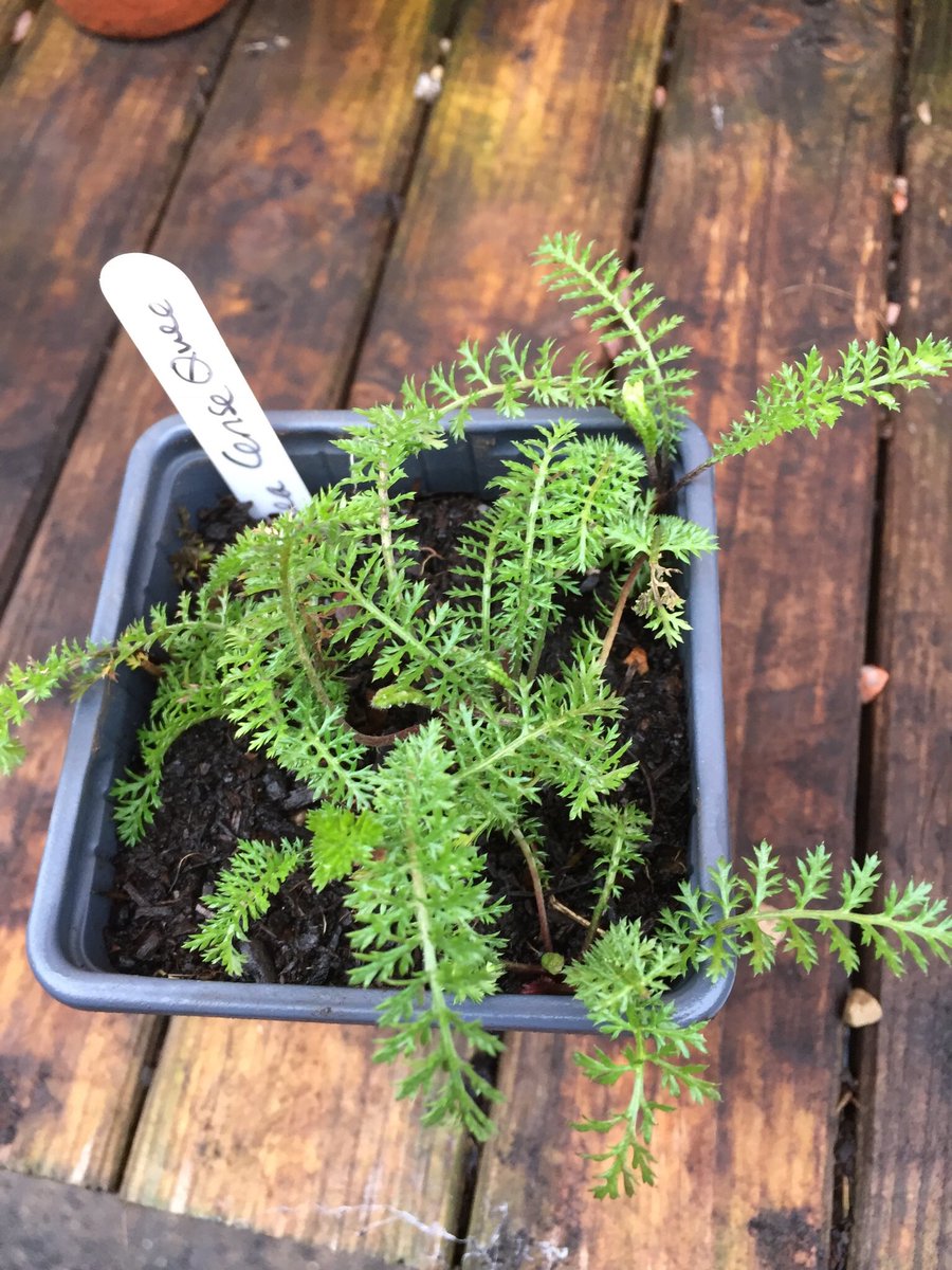developingplot's tweet photo. First Homesown stall of the year this Saturday @EastOxMarket selling small pots of Spring bulbs, Autumn sown annuals such as scabious black cat & bee magnet perennials including achillea cerise queen #peatfree #organicmethods #wrapupwarm https://t.co/rwVKgR3xSe