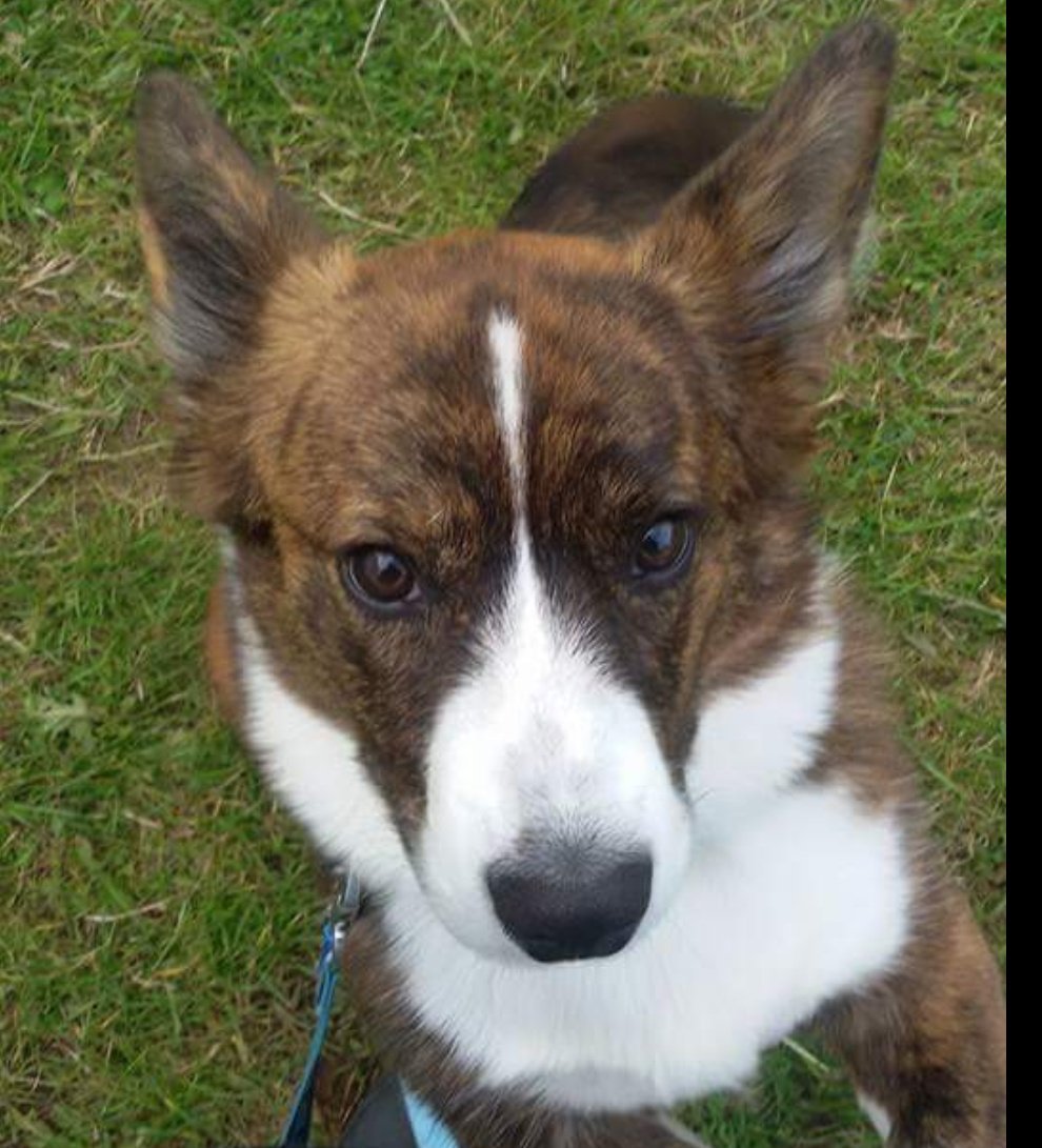 Meet Olo who has not long celebrated his 3rd birthday. He was born and bred in Finland but grew up in England, he loves to play with his Corgi friends and sing to his humans 🐶😍 #expandingthegenepool #corgi #cardigancorgi #welshcorgi #brindle #handsome #happy