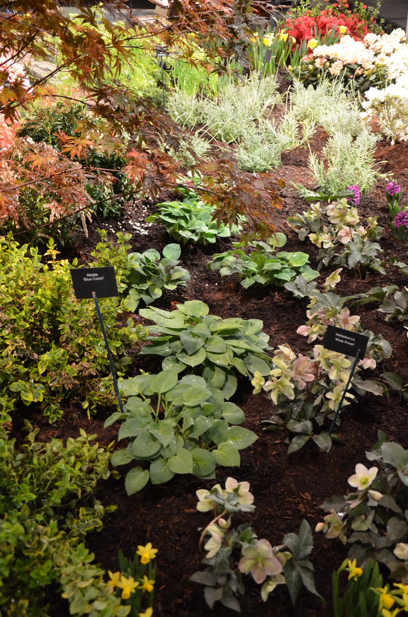 HardingBotanica's tweet image. Today is the opening day of the #BostonFlowerShow! It's going to be beautiful, I just know it!! @bosflowershow