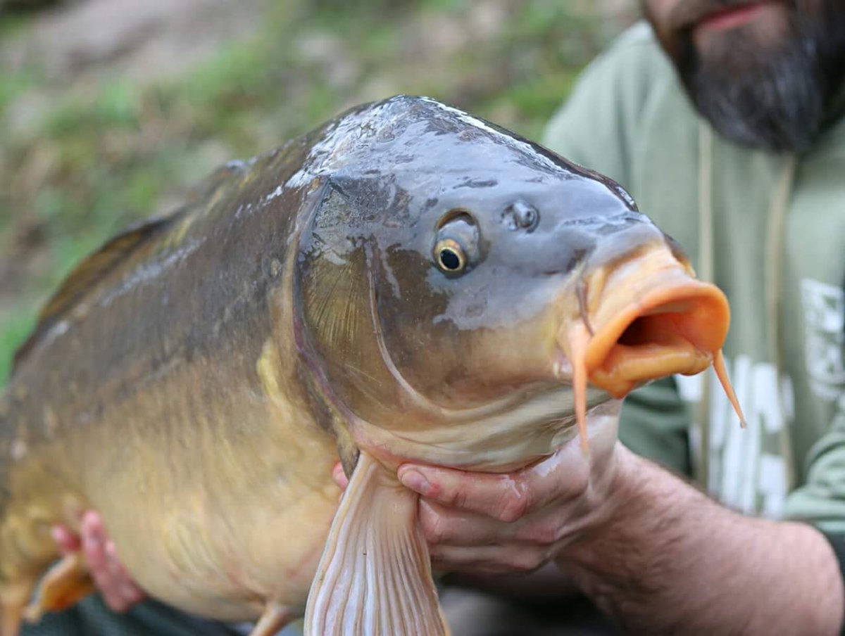 TheCarperKPG's tweet photo. A short reprieve from the rain and a few shots of the most recent capture from Dream Catchers Lake ...... A single orange 14mm UK Bait Company popup on a naked chod catching this one. 

#FreeLineMagazine #DreamCatchersLake https://t.co/xMlUypiG5l