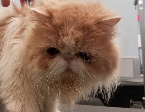 We groom cats!  #2600 This is Chloe groomed by Nelson!
#thegroomery #thegroomerynyc #petsmartgrooming #persiancat #northeastgrooming @LauraG_DAT <a href="/Monicalovespets/">PetSmartNortheast</a>