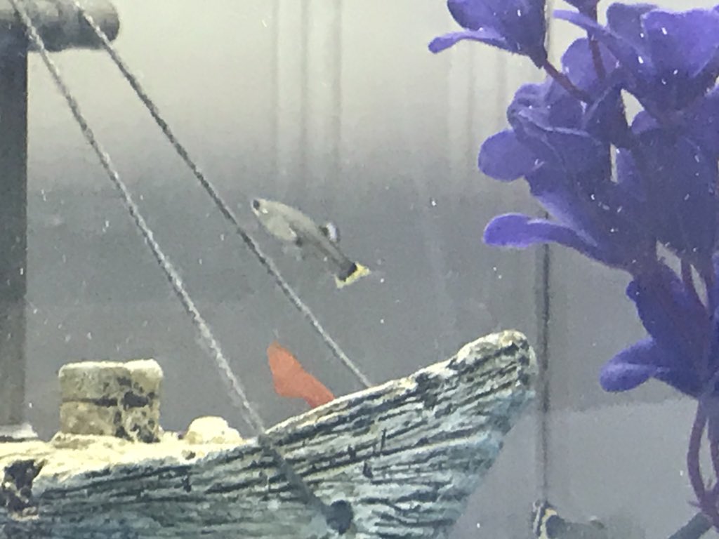 SkeneSquare's tweet photo. A new role and responsibility to support home to school transition in our enhanced provision #fantasticfish #nurturingprinciples https://t.co/CWfjtrEifs