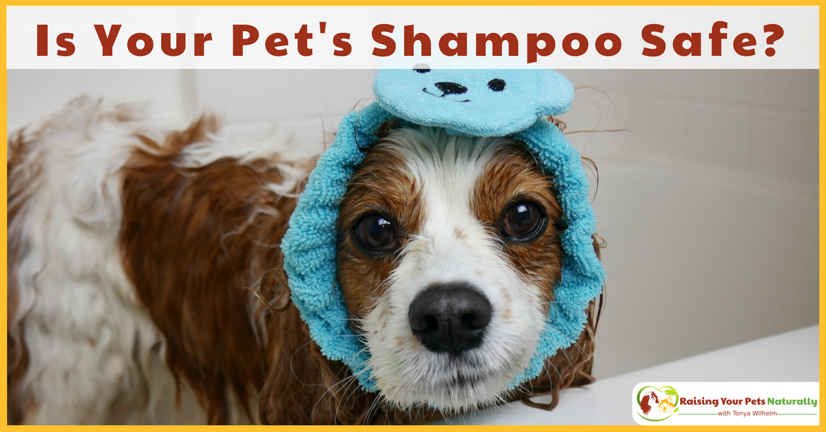 dogtrainer4ever's tweet photo. #WellnessWednesday~ Is #naturaldogshampoo or #organicdogshampoo really safe? #sponsored Do you understand your #dogshampoo ingredient label? Learn more--> https://t.co/wPUJsk1rjU #4legger #organicpetproducts #naturalpetproducts #organic #spa #spaw @4_Legger @dogtrainer4ever https://t.co/w40sppBvEw