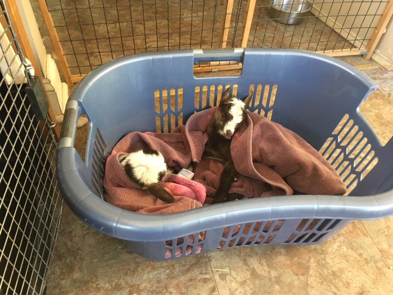 CamEdwards's tweet photo. Last baby goats of the spring were born this morning. Currently in the house warming up. #farmlife https://t.co/W8sJgUb1fh