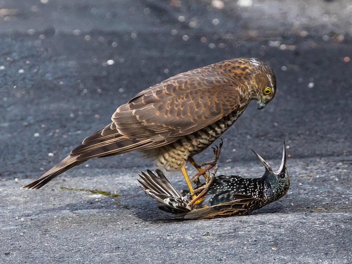 Chulavista21's tweet image. The grim reality of Hunter #Sparrowhawk versus Hunted #Starling @Natures_Voice @glosraptors #glosbirds @gloswildlife @birdsofprey_uk @UkStarlings