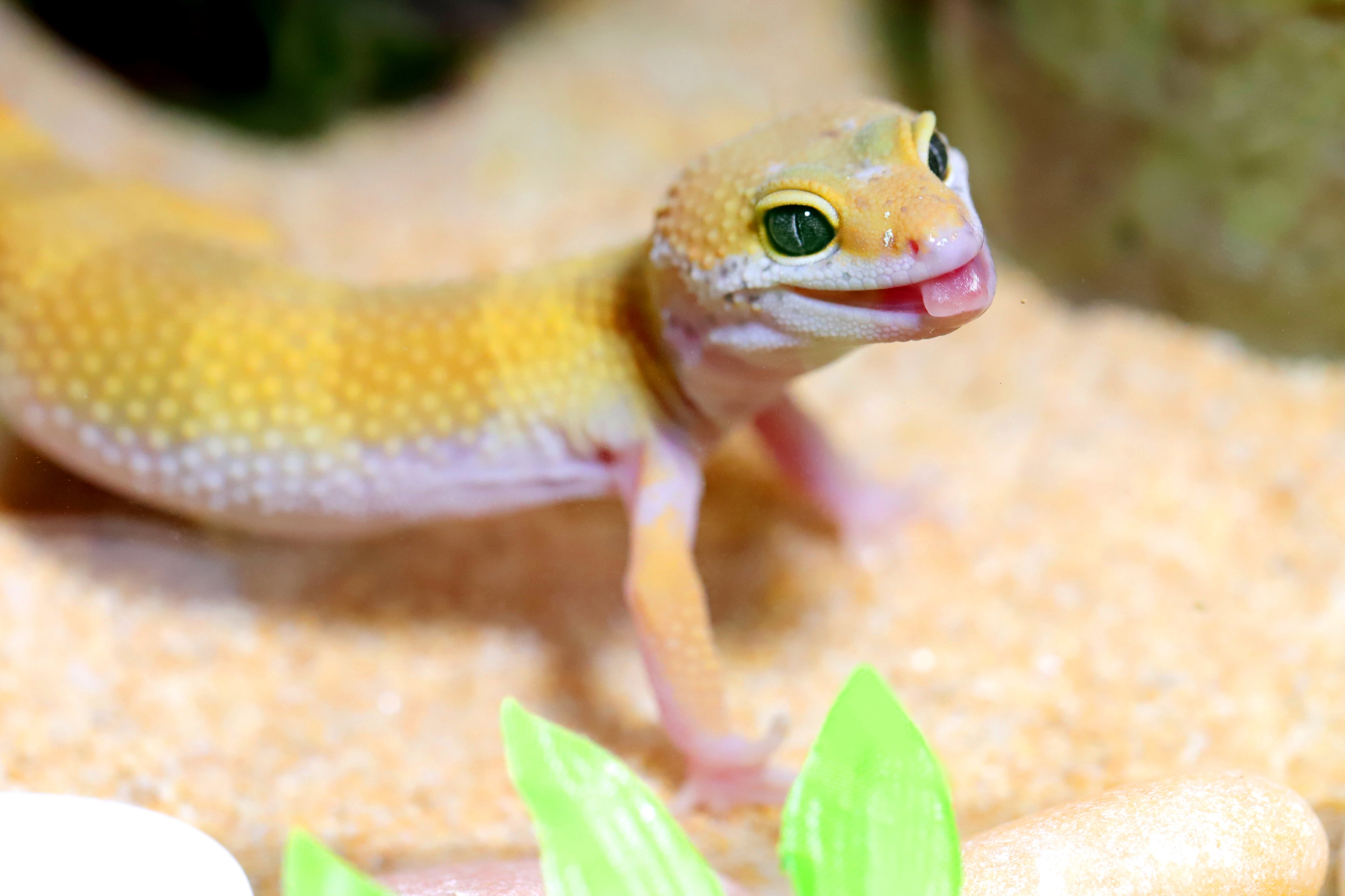 タマのﾚｵﾊﾟ飼育日記 Tamachan9127 Twitter