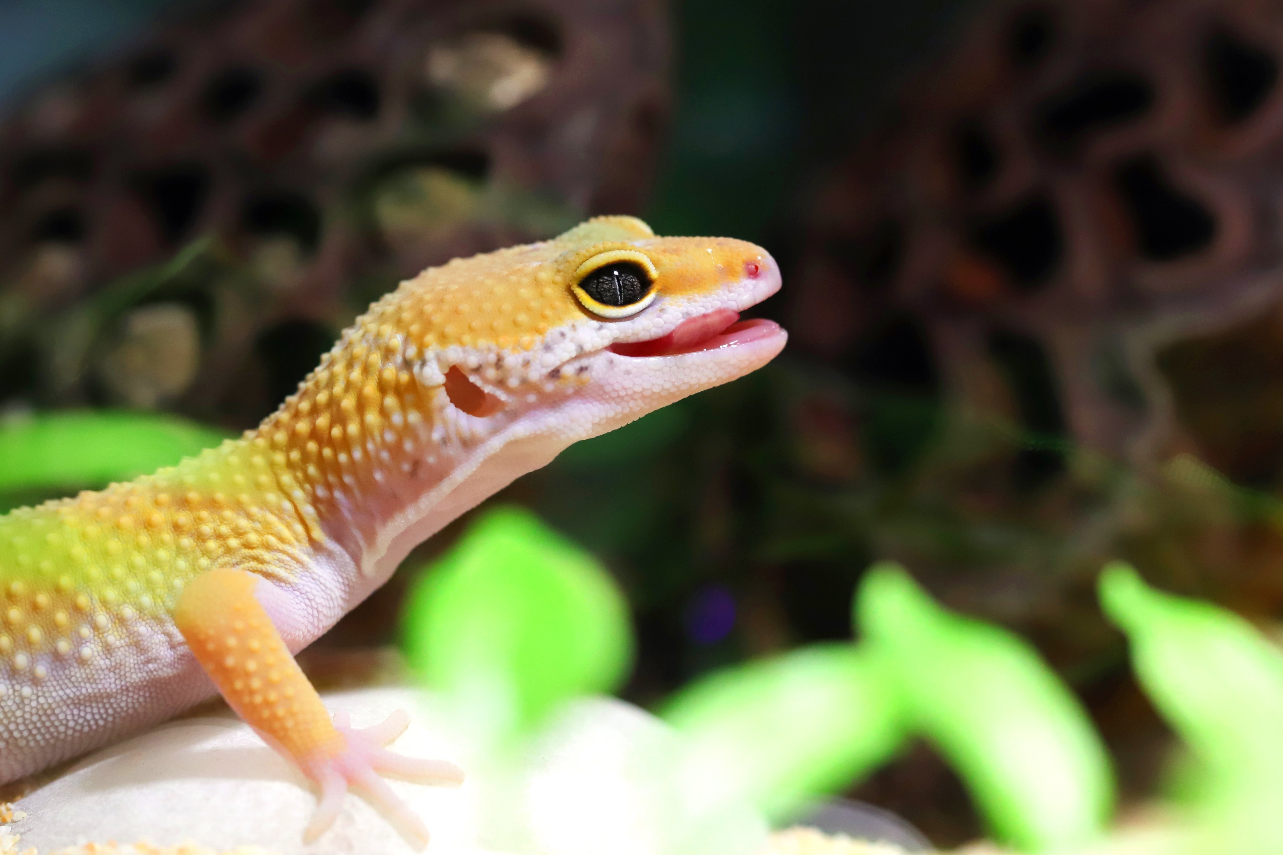 タマのﾚｵﾊﾟ飼育日記 Tamachan9127 Twitter