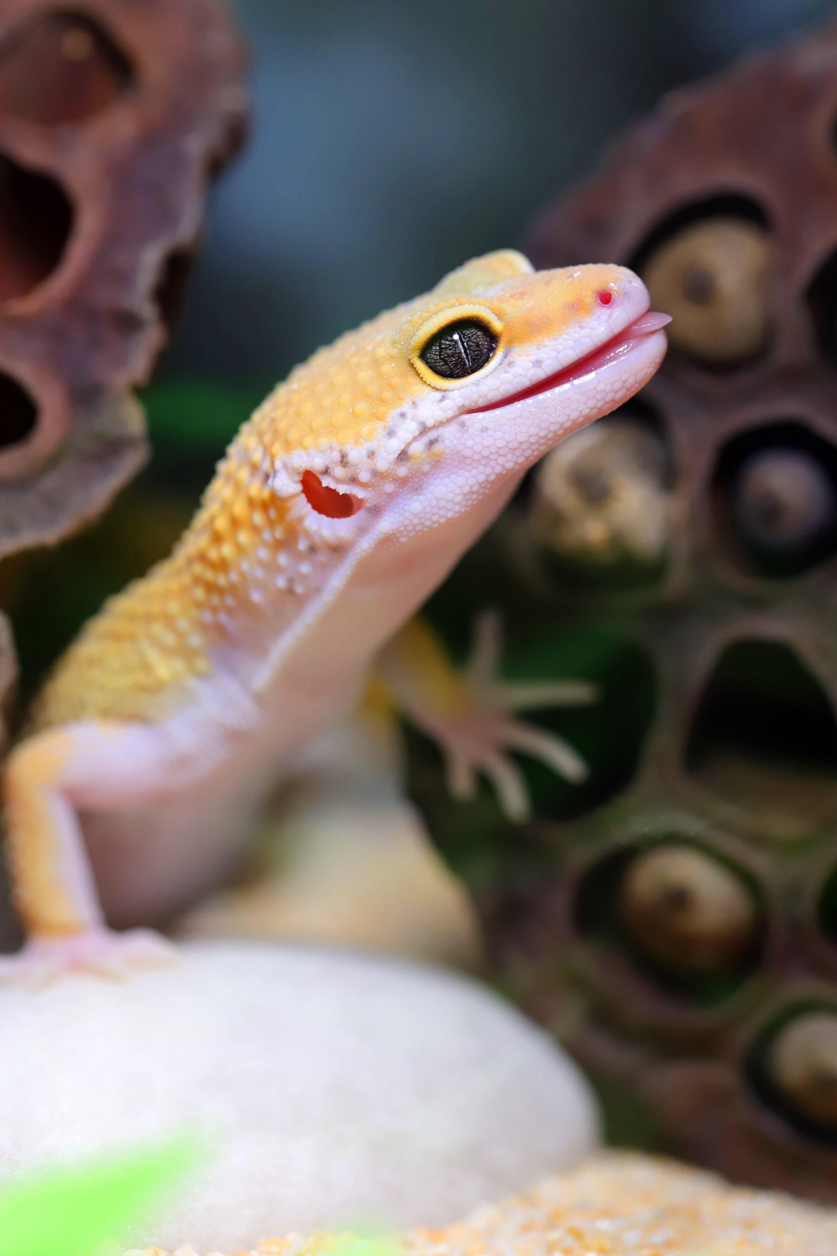 タマのﾚｵﾊﾟ飼育日記 Tamachan9127 Twitter