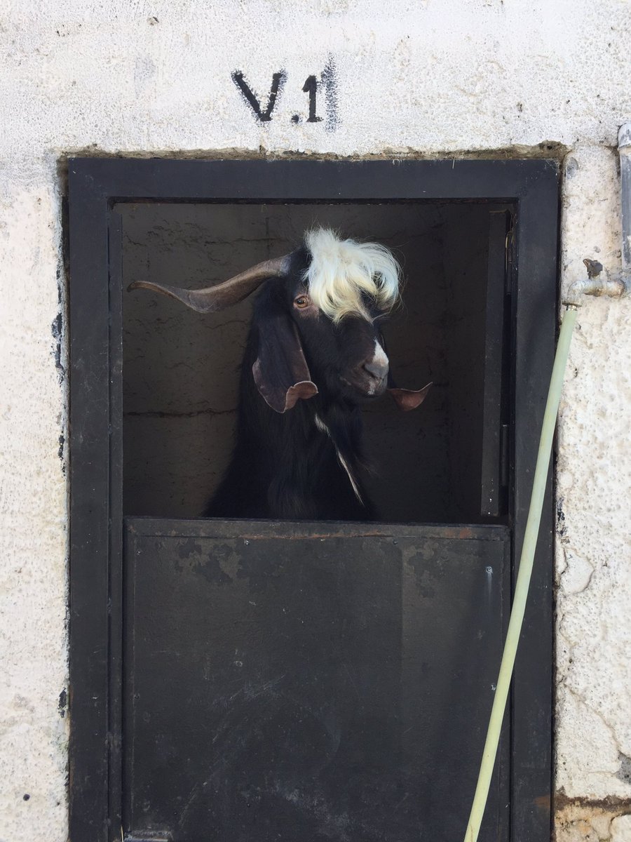 bellamariesorr's tweet photo. can't believe Donald Trump came to our farm in Albania to visit #wow #ourveryownpresident https://t.co/L080q5LtQL