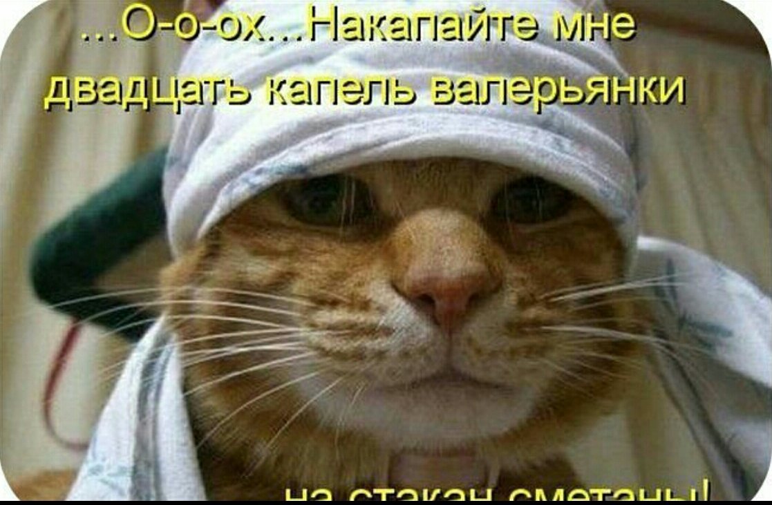 Цветов, смешные картинки буду за вас болеть