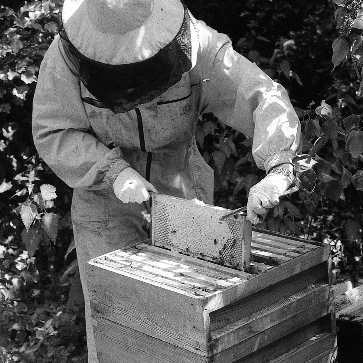 JoMaloneLondon's tweet photo. We get the buzz on honey – one of the hero ingredients in our new #EnglishFields collection – from London’s bee queen Camilla Goddard on #TTOTT. https://t.co/Kn2V0YQuom https://t.co/DgV2MgeAnE