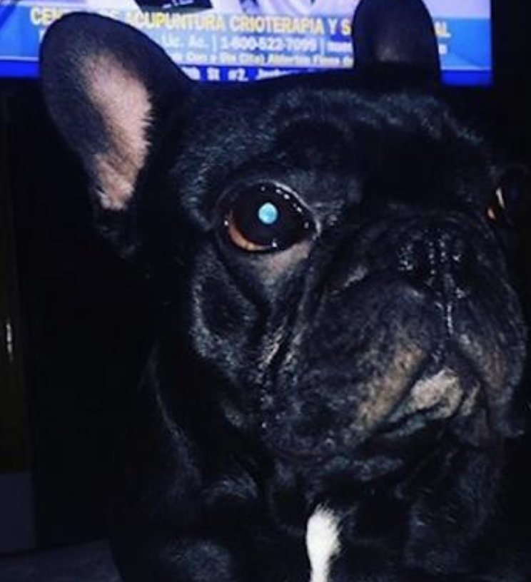 Airsafe Com On Twitter Dog Dies After United Airlines Cabin