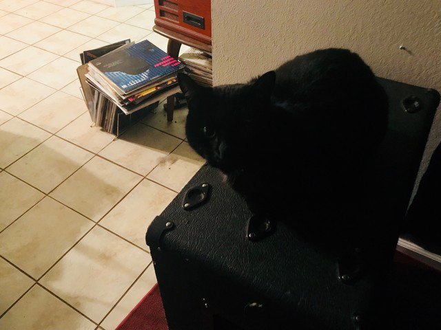 TangibleTruthM's tweet image. Happy Humpday!
 #Catsonamps  #music  #musiclife  #musiclover  #cats  #catlover  #Furbabies  #blackcat  #superstition  #humpday