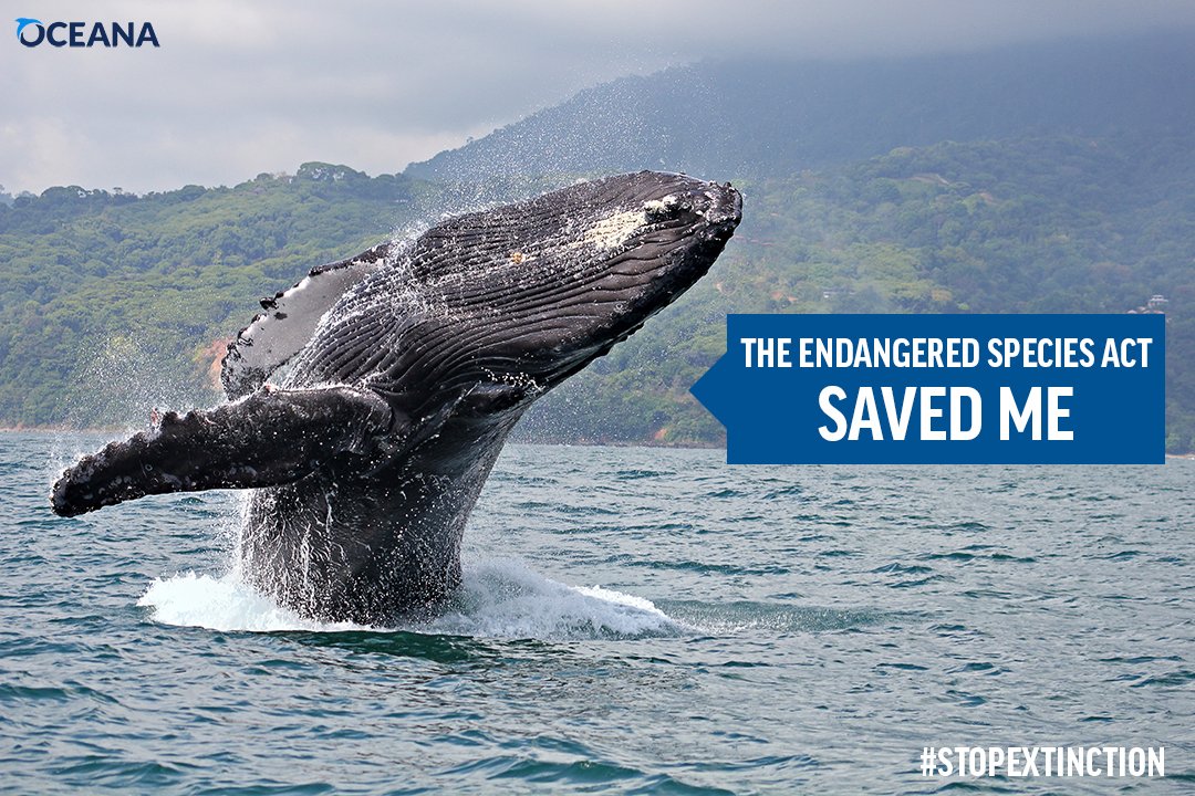 Tell your members of Congress: Protect imperiled ocean life by opposing any legislation that would weaken the Endangered Species Act. act.oceana.org/page/20755/act… #StopExtinction