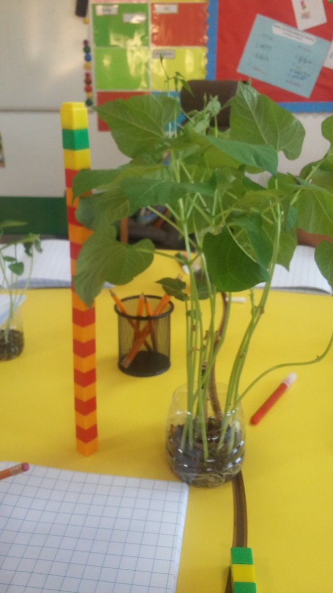 rachaaismail's tweet photo. Math through inquiry- measurement perfection #sharingtheplanet #behappybeGCS @GCSPYPCor @MrJamiePlunkett @gcspypmaths https://t.co/jEWccjs4AN