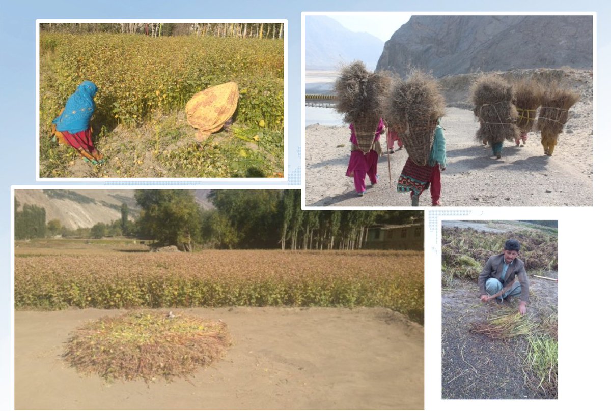 HashooFoundaUSA's tweet photo. Buckwheat harvesting, collection, seed drying, and manual threshing.The women's hard work paid off! The production from hybrid seeds provided by #HashooFoundation was higher than production from traditional seeds. The crop was 13,000 kgs against projected target of 10,000 kgs https://t.co/Aheh3Eq47I