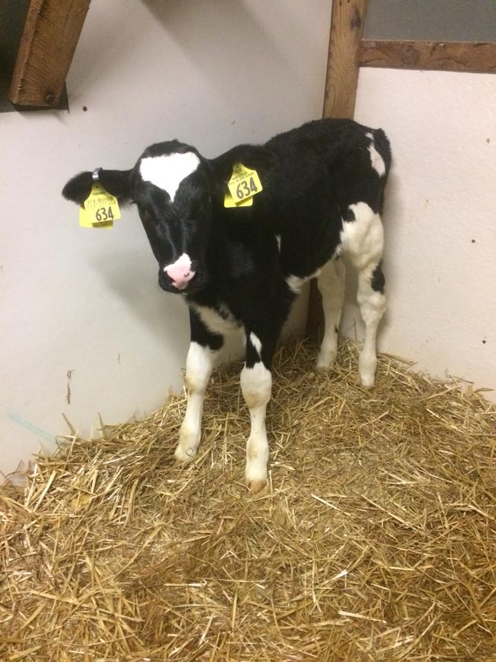 St. Jacobs ABC tweet media