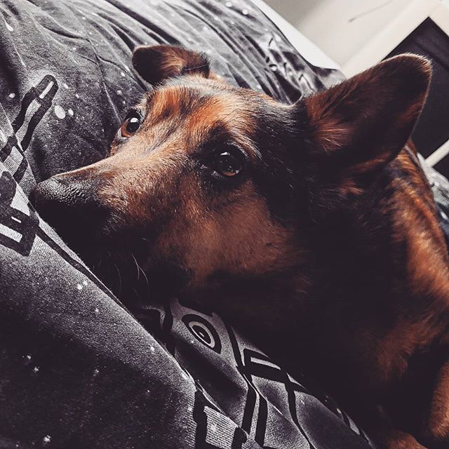 mrbellyelliot's tweet photo. Just look how comfy he looks!
Although he isn't meant to actually be upstairs, I let him because he doesn't like to be on his own! 🐕
#dog #pet #kanine #speltthatwrong #doglove #relaxing #puppylove #puppy #minifox #animal https://t.co/wQCJtQVaUk https://t.co/I4gsQVKb83