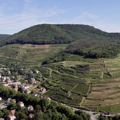 AlsaceWines's tweet photo. Julia Harding recommends top-value Grand Crus from Alsace!

#BottGeyl @GustaveLorentz @julienschaal @Sevschlumberger #CavedeTurckheim @domainezinck
Article available to subscribers of @JancisRobinson 

https://t.co/TfFYbDqtZ1  #JuliaHarding #DrinkAlsace https://t.co/99ETbZSnZJ