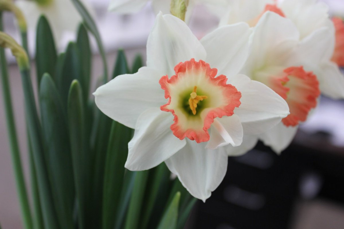 StevensandSon's tweet photo. Check out this weeks "Stem"ulus! One of our Specialty items is "Pink Charm" daffodils which are definitely charming! And let's not forget about our Stevens #ColoradoGrown products! https://t.co/92uzuYvmQW
#Colorado #Florist #Flowers #Flower #Stemulus https://t.co/2DzZn1khAM
