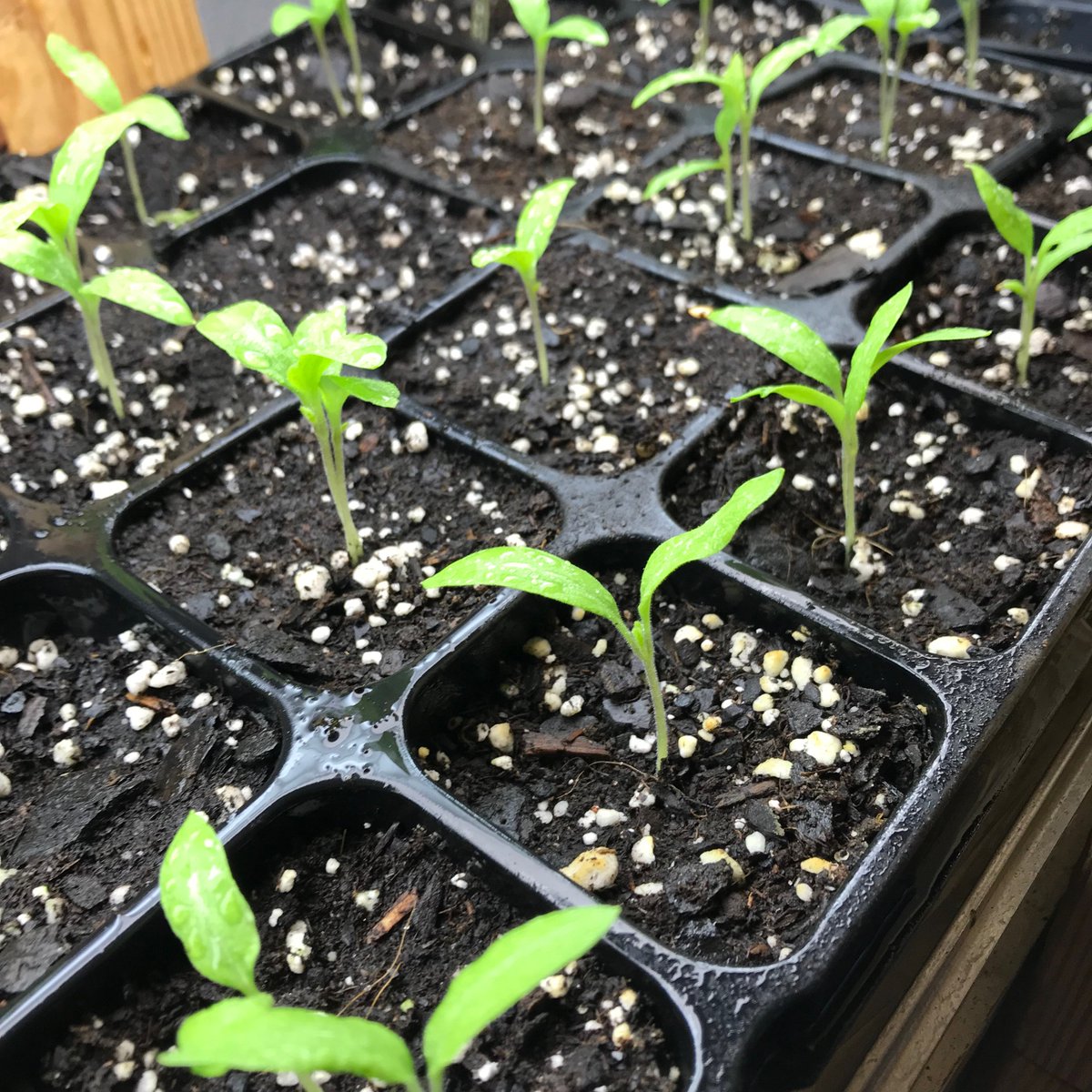 thekeepandtill's tweet photo. While flurries fall outside and we stare a snowstorm down next week, indoors, we dream of spring... https://t.co/JOLvDpuuD5