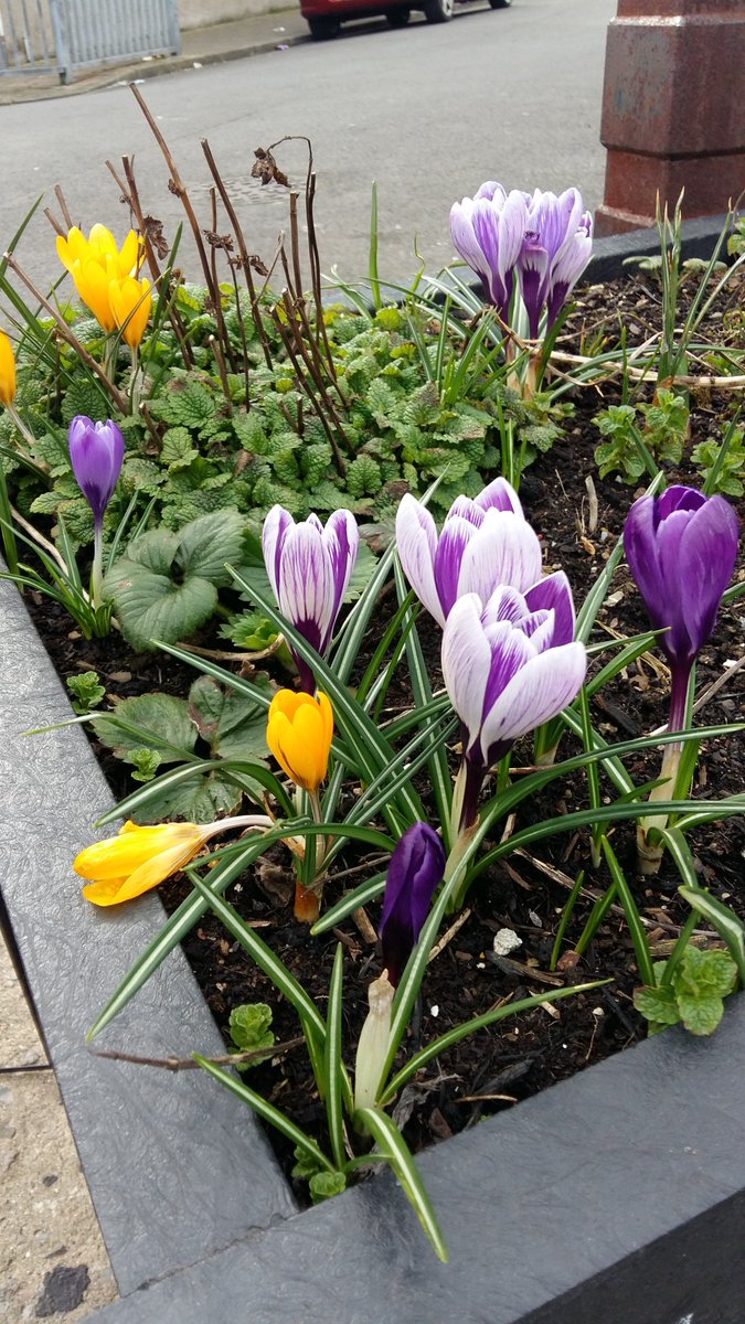BeMoreSquirrel's tweet photo. Pretty things happening in our #communityplanters in #Splott - thanks to everyone that came bulb planting with us last year. Has anyone checked the playground under the bridge? https://t.co/SM9SPxfl3l