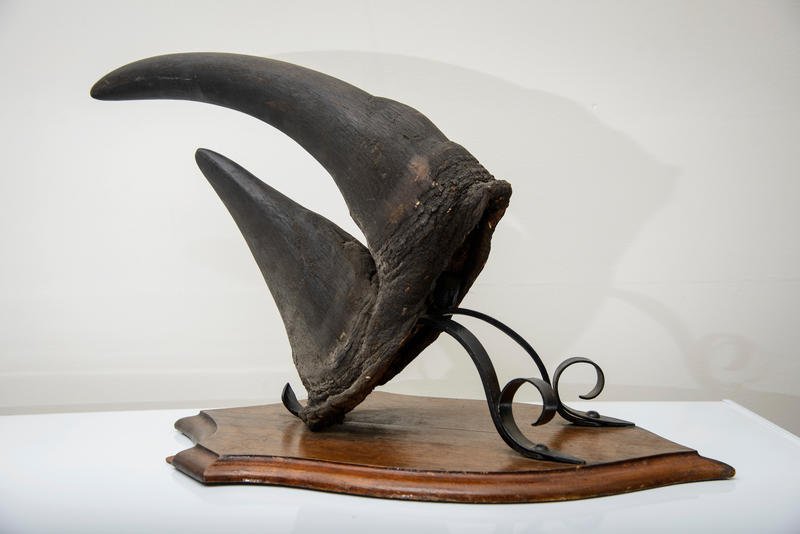 Black Rhino Horn Stolen From UVM Recovered dlvr.it/QL0ky0 https://t.co/1kqU1Fj99W