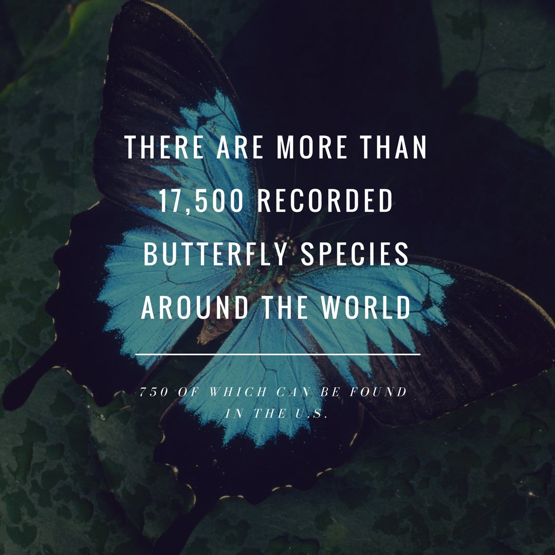 FirstInspec's tweet image. Some bugs are just prettier than others, and the #butterfly is no exception! This is one insect we wouldn't mind letting near the home.