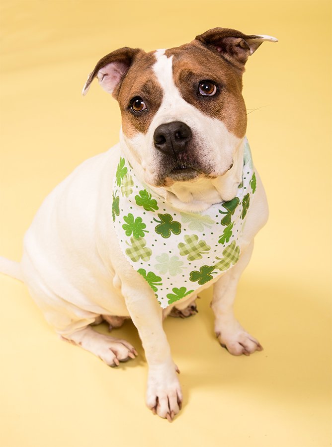 Animal_Friends's tweet photo. Look who just got their glamour shots! It's Mamacita, Rita and Tyson. They're all available for adoption. https://t.co/aowdpESWUV
(photo credit: Linda Mitzel) https://t.co/UyPWzXFv4K