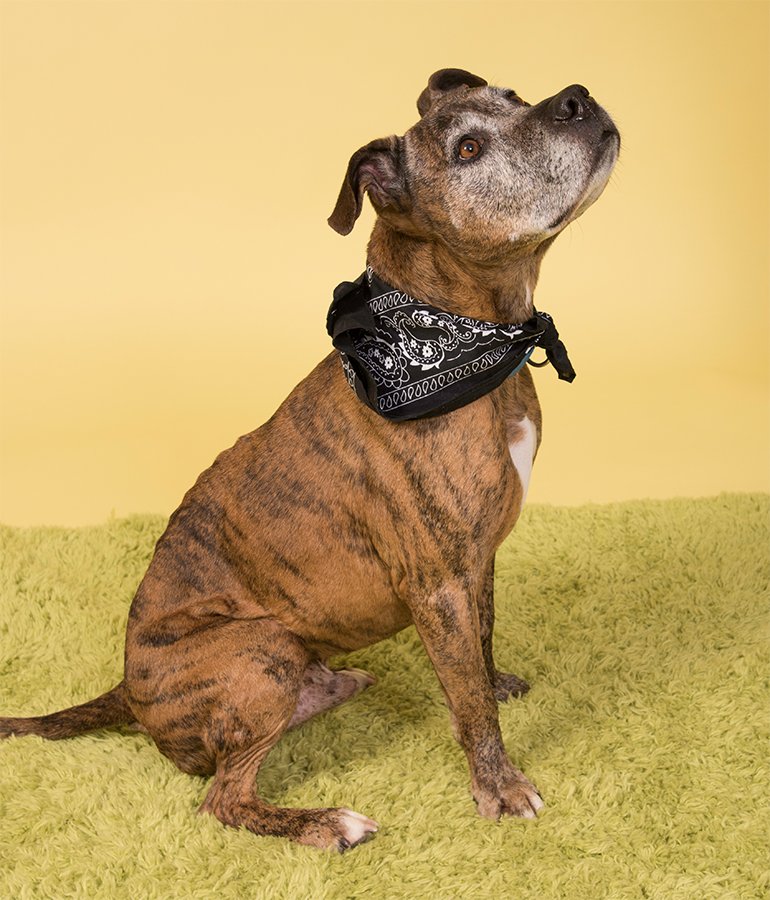 Animal_Friends's tweet photo. Look who just got their glamour shots! It's Mamacita, Rita and Tyson. They're all available for adoption. https://t.co/aowdpESWUV
(photo credit: Linda Mitzel) https://t.co/UyPWzXFv4K