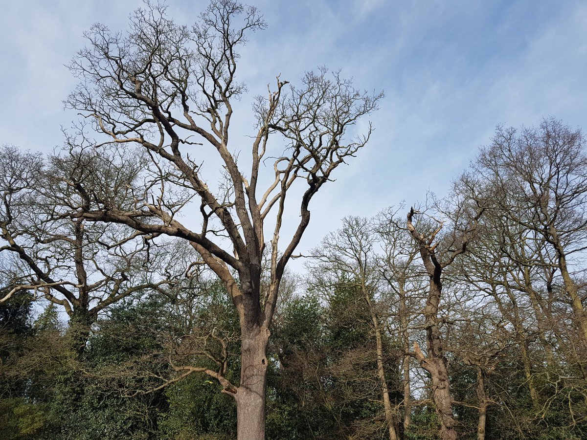 supersophski's tweet photo. A Lesser Spotted Woodpecker at work in #BeckenhamPlacePark today. All trees are important - even the ones towards the end of their life. Think of the insects they host for bird food. #beckenham #bromley #savebpp https://t.co/UwY38Kpgw0