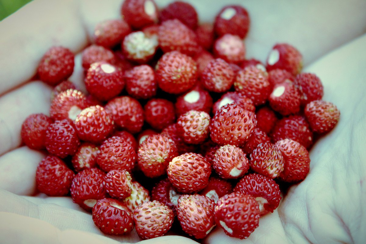 evvvai's tweet photo. IL #FORAGING DA NECESSITA' A #moda https://t.co/9tpsCcOnpJ
La nuova moda nelle cucine dei grandi chef è l'utilizzo di materie prime provenienti dal “foraging”. Non è niente di diverso da ciò che facevano le nonne che andavano per campi a raccogliere erbe e frutti spontanei. https://t.co/7OLuLlZHXq