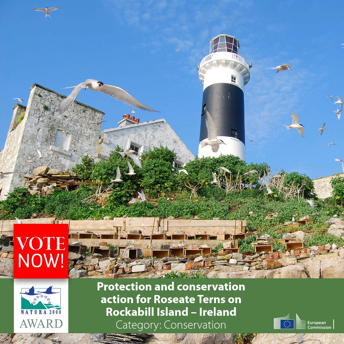 Please, vote for the @BirdWatchIE Roseate Tern conservation project in the 2018 Natura 2000 Awards! It will take you less than 10 seconds. Please ask your friends and family to vote for it too. natura2000award-application.eu/finalist/3188 #Natura2000 #Natura2000Awards
