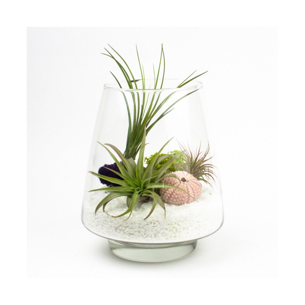 BloomBloomRoom tweet picture