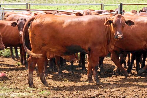 damien_crump's tweet photo. This week on #AuctionsPlus; 2 lots of PTIC Santa HFRs back in calf to the Angus or Angus composite Bull. Call me 0428669094 for more information https://t.co/uhbB0tOQs8
