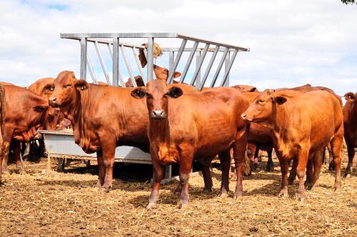 damien_crump's tweet photo. This week on #AuctionsPlus; 2 lots of PTIC Santa HFRs back in calf to the Angus or Angus composite Bull. Call me 0428669094 for more information https://t.co/uhbB0tOQs8