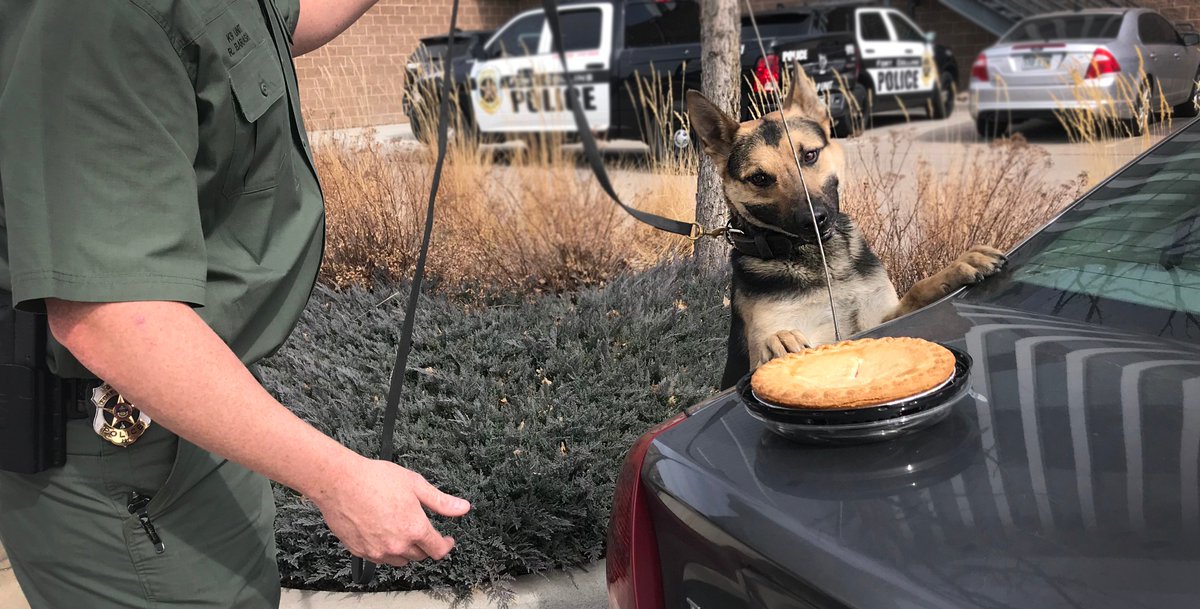 FCPolice's tweet photo. On March 14, FCPS stopped a car going in circles. The driver looked half-baked &amp; gave infinite, irrational excuses. When asked if he was drinking &amp; deriving, he denied it. K9 Inox found a suspiecious substance &amp; the man crumbled &amp; admitted to consuming pot pie.

😋🥧Happy #PiDay! https://t.co/tCvB5UND89