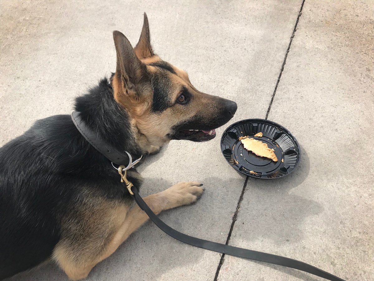 FCPolice's tweet photo. On March 14, FCPS stopped a car going in circles. The driver looked half-baked &amp; gave infinite, irrational excuses. When asked if he was drinking &amp; deriving, he denied it. K9 Inox found a suspiecious substance &amp; the man crumbled &amp; admitted to consuming pot pie.

😋🥧Happy #PiDay! https://t.co/tCvB5UND89