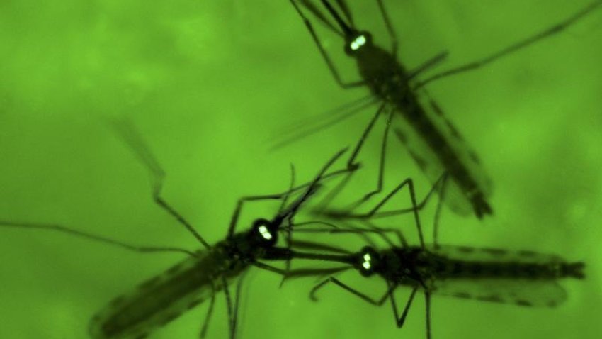 pharmcollective's tweet photo. Australian scientists solve malaria mystery https://t.co/Kr6Jx0xpY4 https://t.co/R0ASnOpFiV
