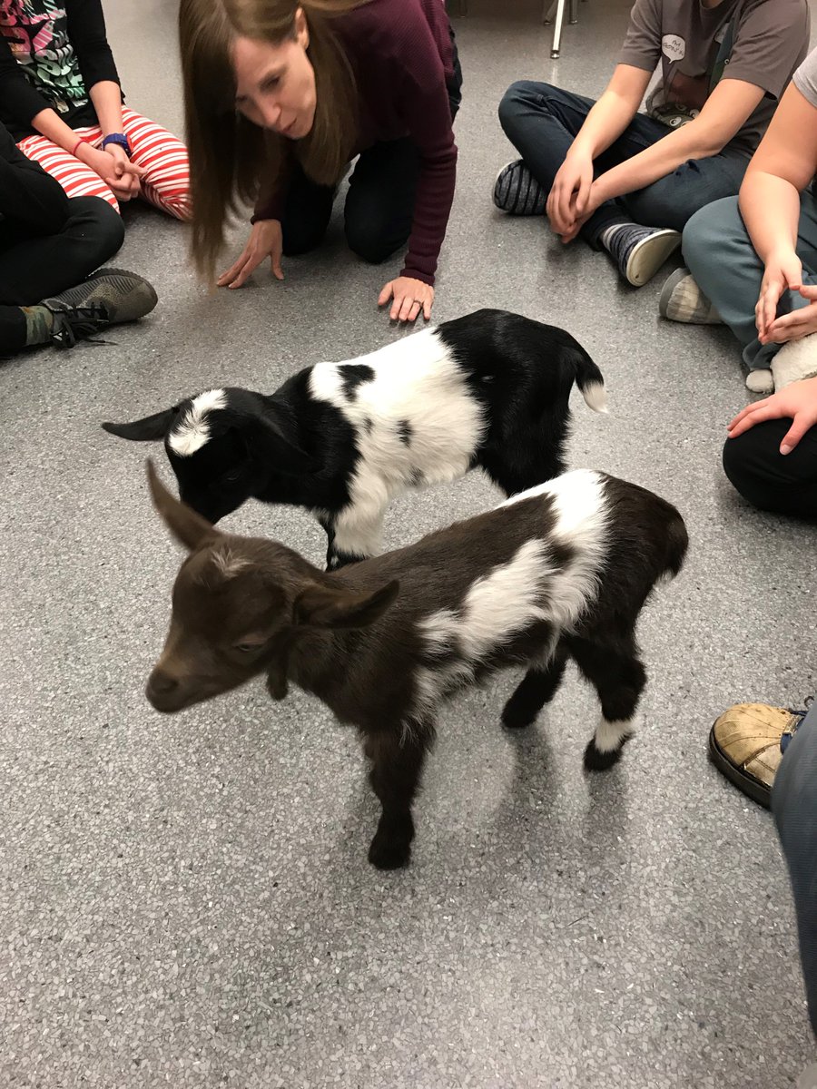 CPark_Panthers's tweet photo. We had a fun visit from 11 day old baby goats today! #babygoats https://t.co/5SIZMrym9e