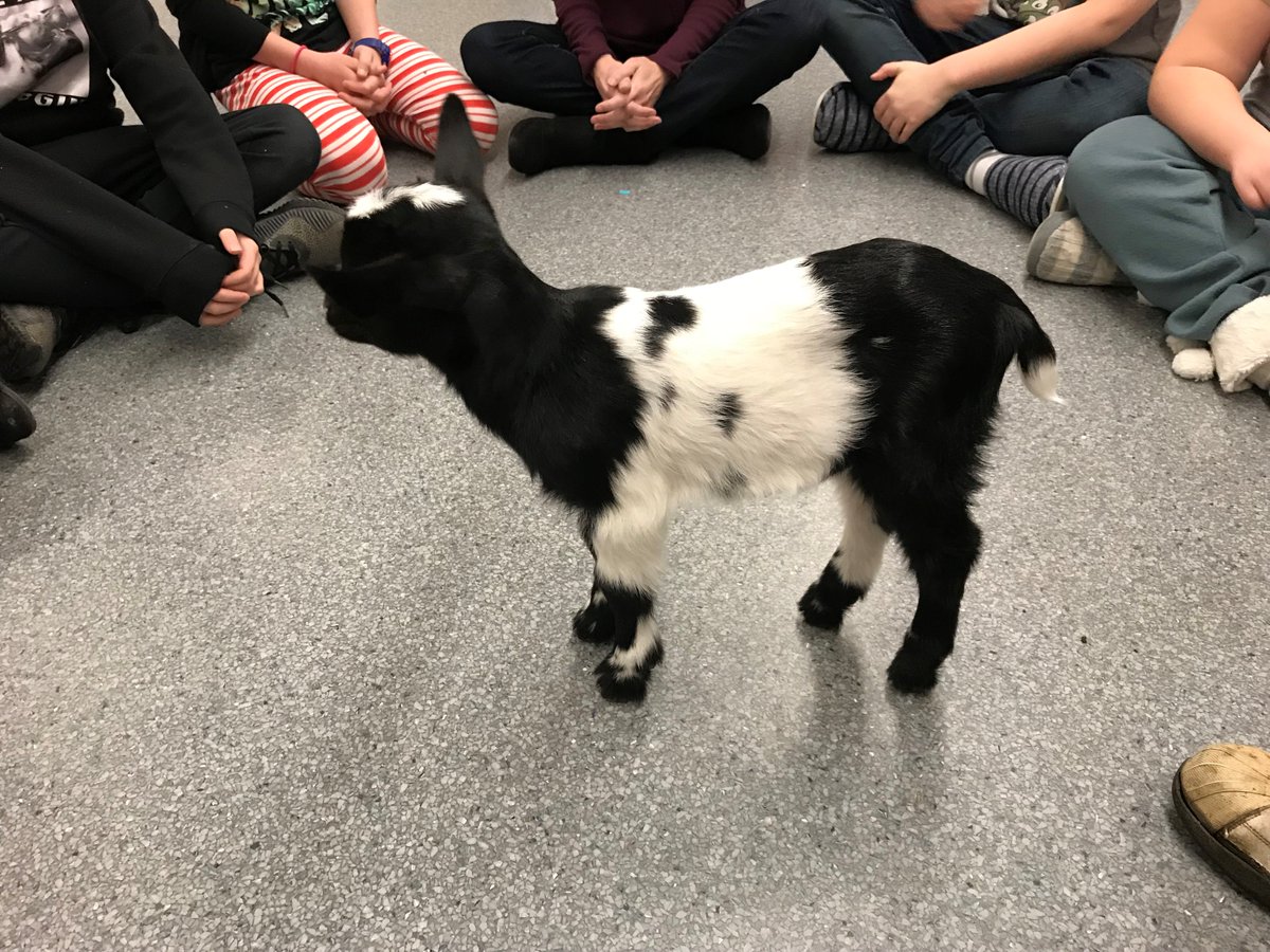 CPark_Panthers's tweet photo. We had a fun visit from 11 day old baby goats today! #babygoats https://t.co/5SIZMrym9e