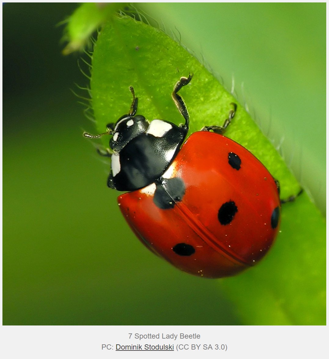 Nancy Miorelli 1 Ladybug Ladybird And Lady Beetle Are All Common Names For The Same Group Of Beetles Family Coccinellidae Based On Context And General Shape I Believe Nancy Miorelli 1 Ladybug Ladybird And Lady Beetle Are All Common Names For The Same Group Of Beetles Family Coccinellidae Based On Context And General Shape I Believe