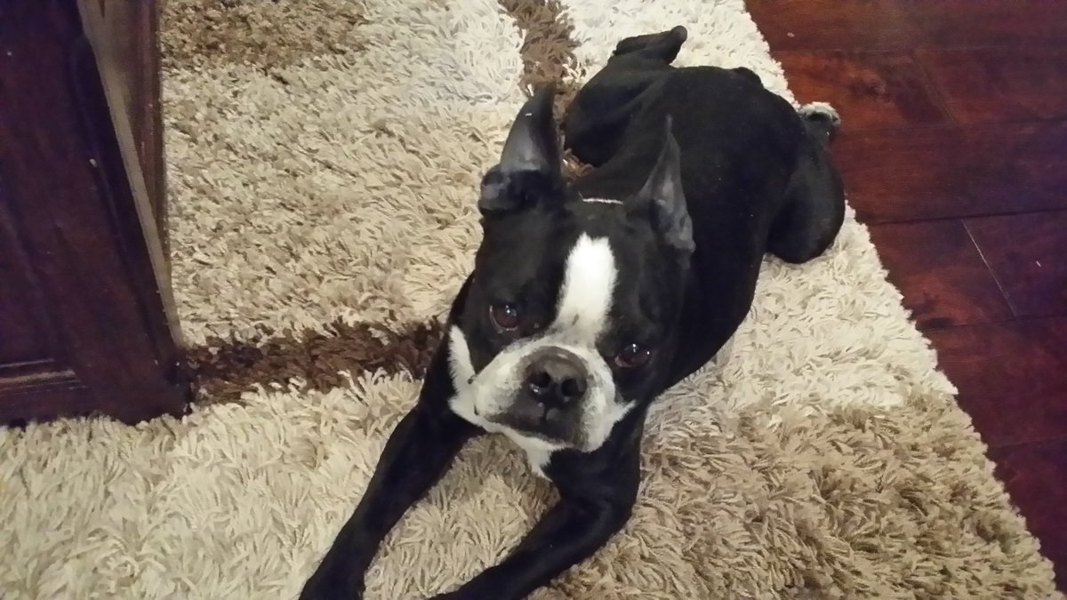 counselor4me's tweet photo. My name is Dizzy. #dizzytheboy #ZSHQ #dogsoftwitter #bostonterrier #littlebuddy https://t.co/dMazVvXc7Y